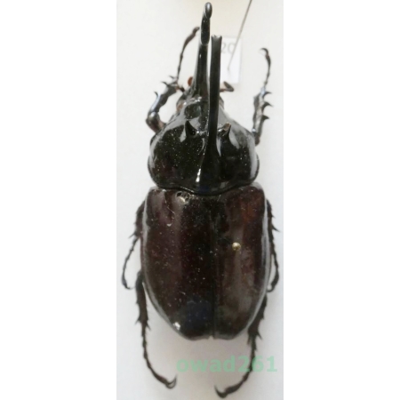 Augosoma centaurus (Fabricius, 1775) male Tanzania 59mm20